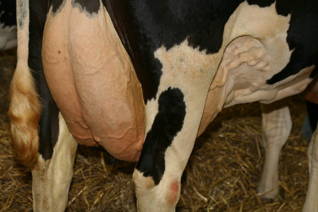 Holstein-kyrne er med på å dra opp gjennomsnittet for årlige mjølkeytelse i Danmark. Foto: colourbox.com