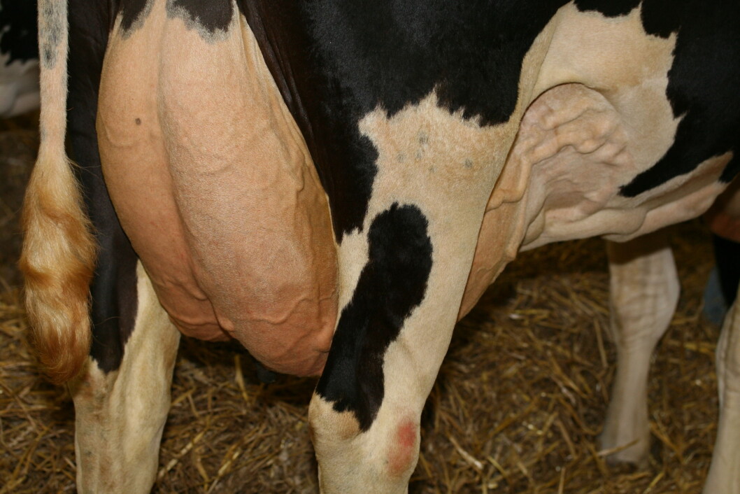 Holstein-kyrne er med på å dra opp gjennomsnittet for årlige mjølkeytelse i Danmark. Foto: colourbox.com Holstein-kyrne er med på å dra opp gjennomsnittet for årlige mjølkeytelse i Danmark. Foto: colourbox.com
