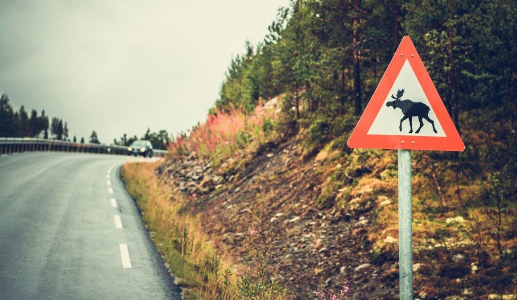 Det er mindre sjanse for å treffe elg på vegen under elgjakta enn ellers i året. Foto: colourbox.com Det er mindre sjanse for å treffe elg på vegen under elgjakta enn ellers i året. Foto: colourbox.com