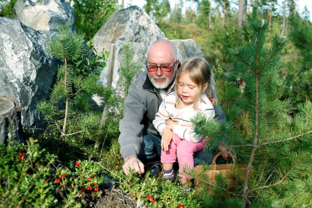 Denne helga er mange på tyttebærtur. Men vi burde vært flere som sanket dette sunne bæret. Foto: colourbox.com Denne helga er mange på tyttebærtur. Men vi burde vært flere som sanket dette sunne bæret. Foto: colourbox.com