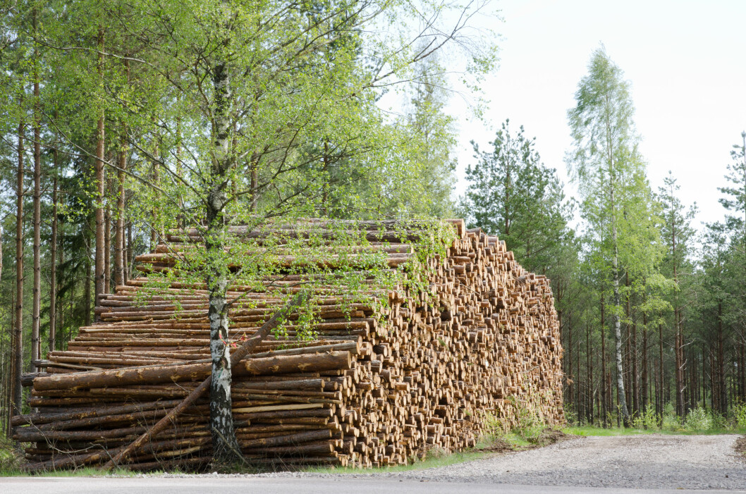 Sverige henger langt bak Norge og Finland når det gjelder offentliggjøring av tømmerpriser og -volum. Foto: colourbox.com