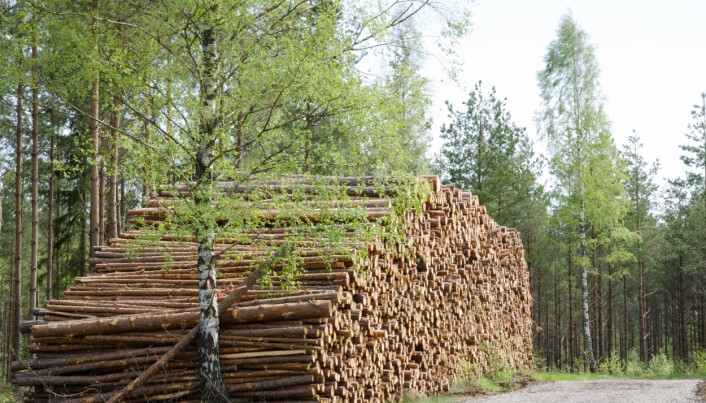 Hemmelige tømmerpriser i Sverige