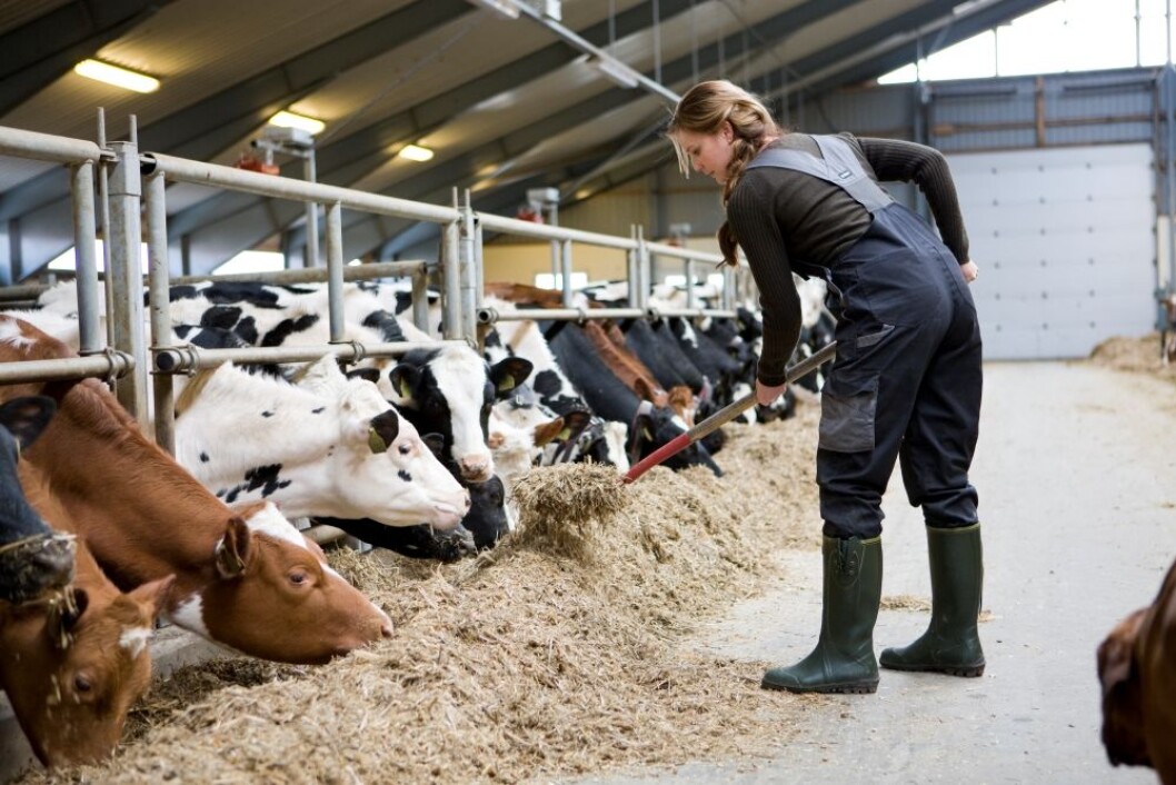 Danmark har et av de laveste antall kvinner i landbruket. Foto: Colourbox Danmark har et av de laveste antall kvinner i landbruket. Foto: Colourbox