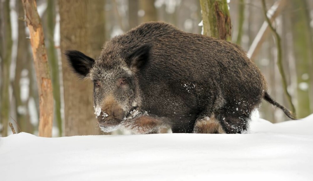 En villsvingalte på 65 kilo måtte bite i Trøndelag-snøen i går. Illustrasjonsfoto: colourbox.com