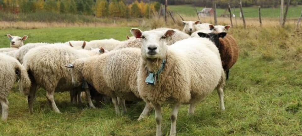 NLR advarer mot å slippe sau på eng nylig presset med Kofasil og Xtrasil