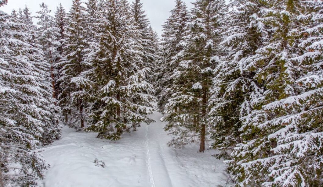 Som man sår, så høster man. Norsk skogforvaltning og kartlegging har vært en suksess de siste 100 åra. Foto: colourbox.com Som man sår, så høster man. Norsk skogforvaltning og kartlegging har vært en suksess de siste 100 åra. Foto: colourbox.com