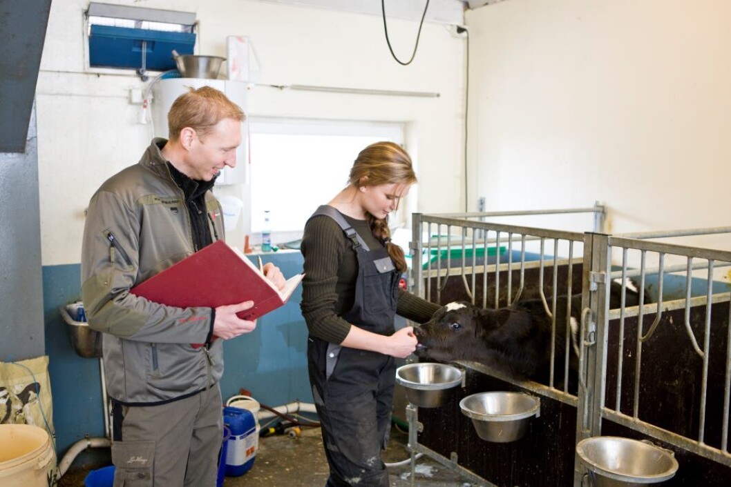 Du kan bokføre en god gevinst hvis du klarer å legge kalvinga til mai. Foto: colourbox.com Du kan bokføre en god gevinst hvis du klarer å legge kalvinga til mai. Foto: colourbox.com