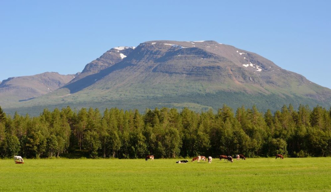 En grønnere fôrmeny med minimalt med kraftfôr betyr at nordnorske kyr vil mjølke mindre. Foto: colourbox.com En grønnere fôrmeny med minimalt med kraftfôr betyr at nordnorske kyr vil mjølke mindre. Foto: colourbox.com