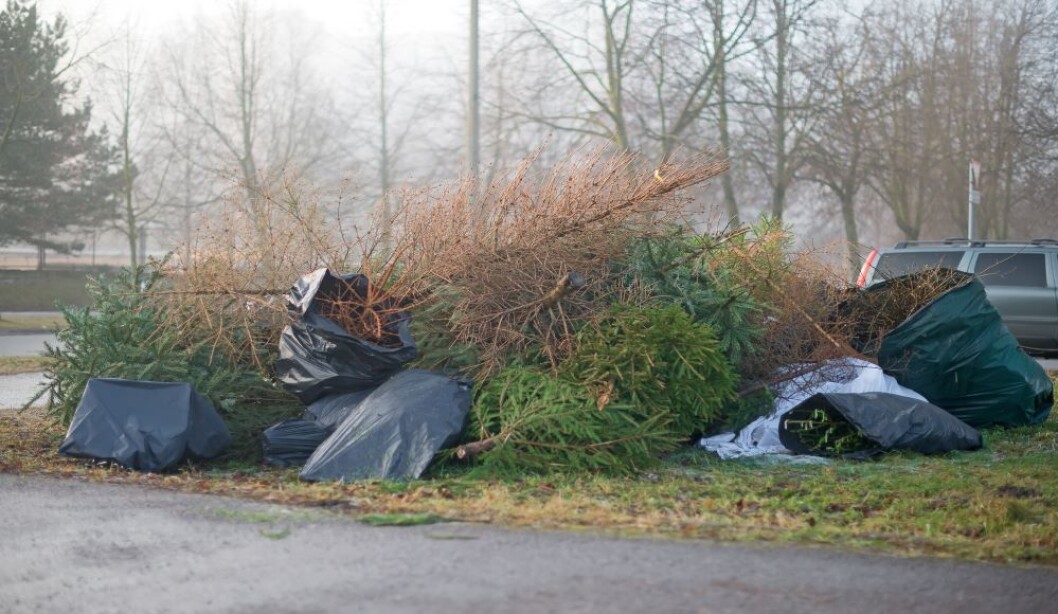 Når vi har kasta ut jula, er det noen juletrær som fortsatt har nålene på. Andre er ribba. Hvorfor er det slik? Foto: colourbox.com Når vi har kasta ut jula, er det noen juletrær som fortsatt har nålene på. Andre er ribba. Hvorfor er det slik? Foto: colourbox.com