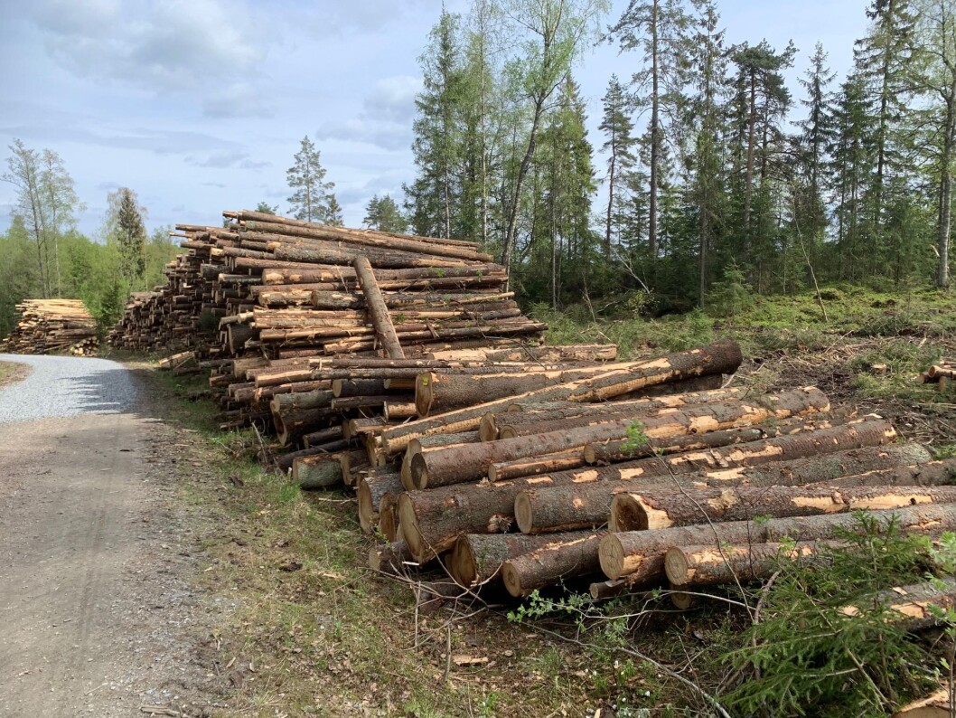 Aldri før har det vært hogd så mye tømmer i norske skoger som i 2019. Aldri før har det vært hogd så mye tømmer i norske skoger som i 2019.
