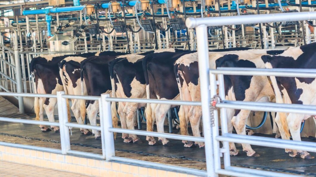 De 100 000 Holstein-kyrne i den hos den saudi arabiske produsenten fôres og mjølkes fire ganger i døgnet. Illustrasjonsbilde: colourbox.com i De 100 000 Holstein-kyrne i den hos den saudi arabiske produsenten fôres og mjølkes fire ganger i døgnet. Illustrasjonsbilde: colourbox.com i