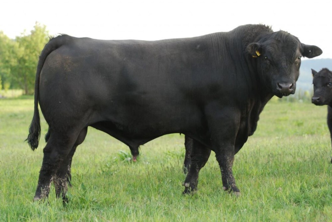 Seminåret 2020 starter friskt for Aberdeen Angus med en økning på 91 prosent i seminbruken i januar sett i forhold til samme måned i fjor. Foto:tyr.no Seminåret 2020 starter friskt for Aberdeen Angus med en økning på 91 prosent i seminbruken i januar sett i forhold til samme måned i fjor. Foto:tyr.no