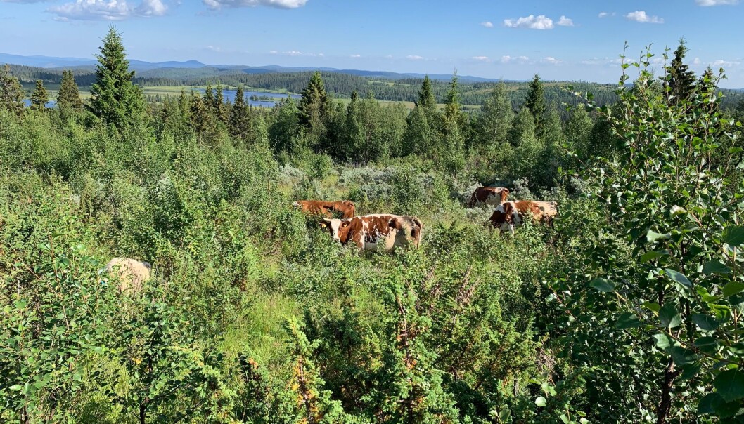 Storfe og sau konkurrerer stort sett om de samme plantene på beite. Storfe og sau konkurrerer stort sett om de samme plantene på beite.