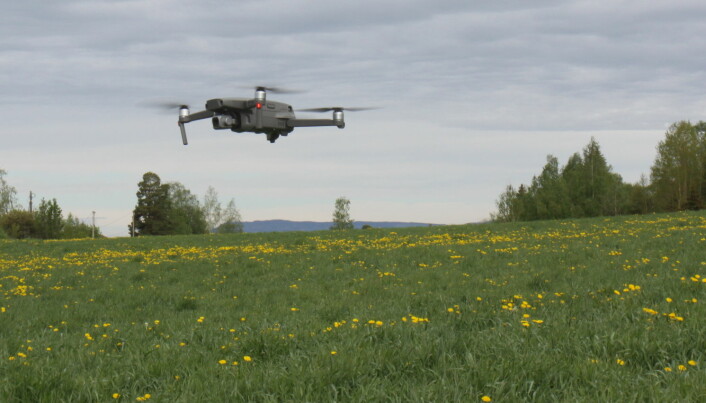 Bruker drone i jakten på det perfekte høstetidspunkt
