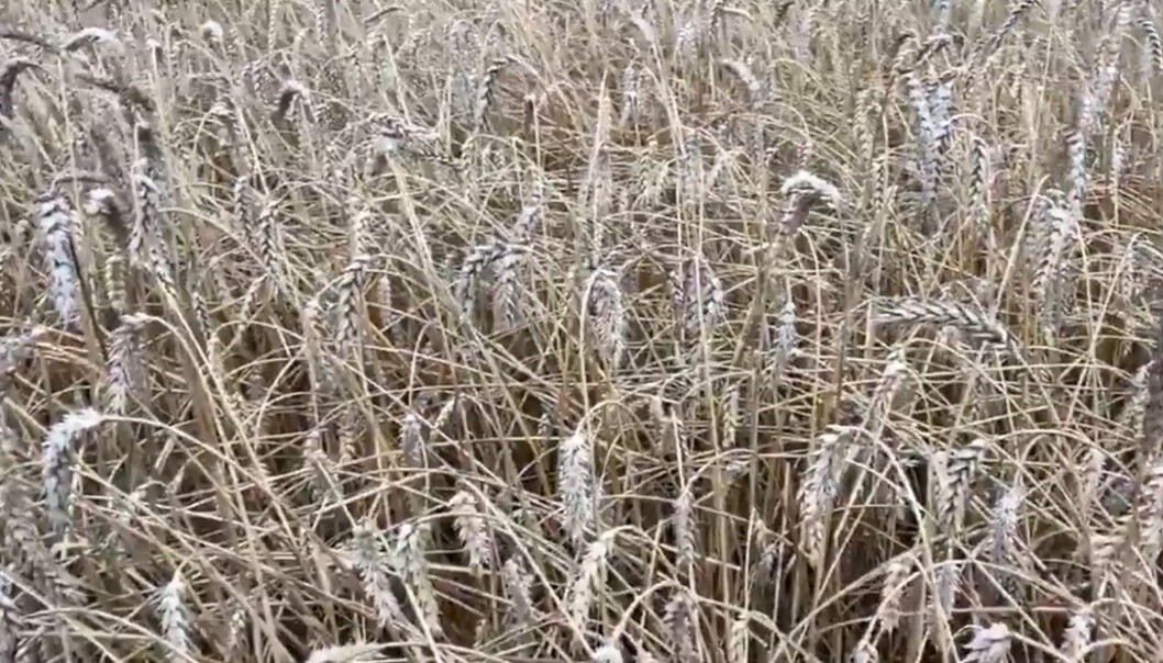 Screenshot fra videoen Andrew Ward la ut på Twitter som viser skadene i åkeren. Screenshot fra videoen Andrew Ward la ut på Twitter som viser skadene i åkeren.