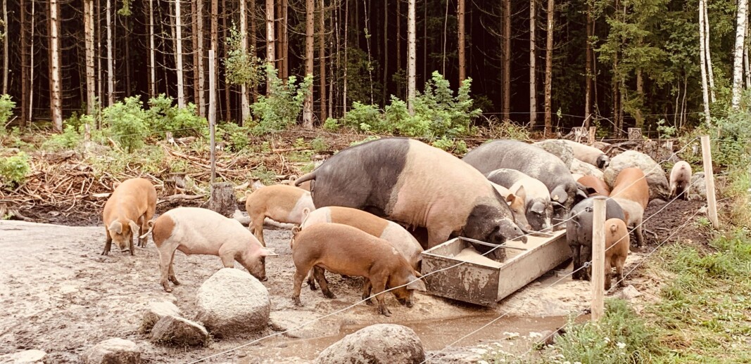 Utegrisen på Dyster bidro til å skaffe bruket Bedriftsutviklingsprisen. Foto: Bo Hansen Utegrisen på Dyster bidro til å skaffe bruket Bedriftsutviklingsprisen. Foto: Bo Hansen