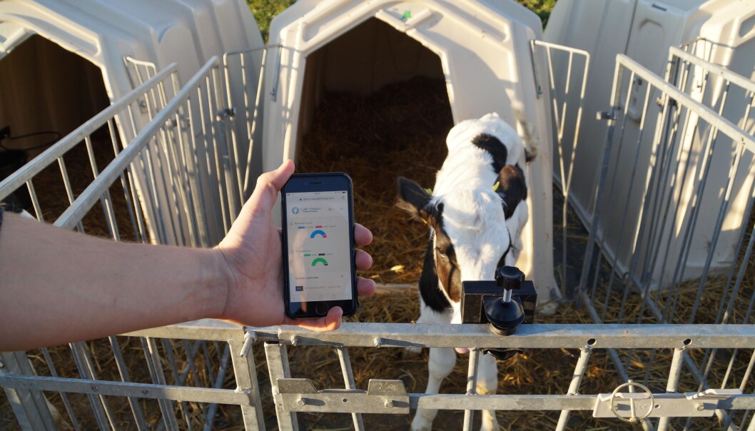 Systemet er egnet til bruk i kalvebokser. Foto: Futuro Farming Systemet er egnet til bruk i kalvebokser. Foto: Futuro Farming