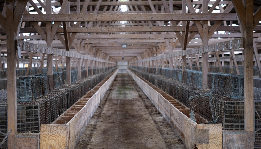 Flere svenske minkfarmer står i dag tomme og er klare til å ta imot danske minkoppdrettere. Foto: Colourbox.com