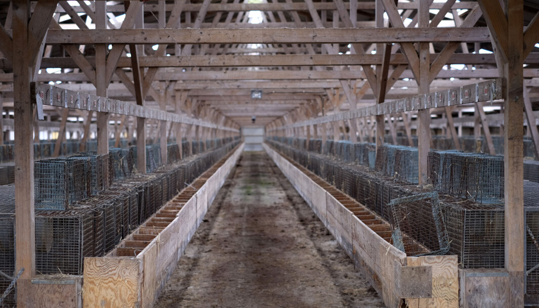 Flere svenske minkfarmer står i dag tomme og er klare til å ta imot danske minkoppdrettere. Foto: Colourbox.com Flere svenske minkfarmer står i dag tomme og er klare til å ta imot danske minkoppdrettere. Foto: Colourbox.com
