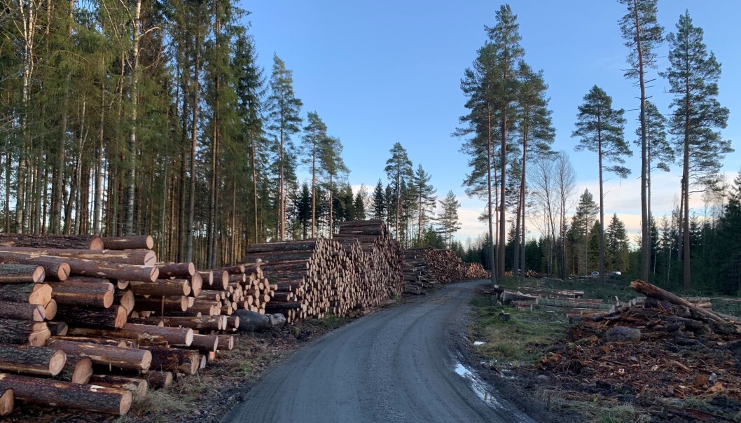 Tømmerhogst var mer lukrativt i forrige tusenår. Tømmerhogst var mer lukrativt i forrige tusenår.