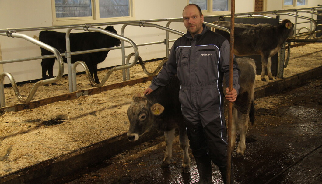 Stein Kåre Austigard valgte å starte med ammekuproduksjon med gråfe. Stein Kåre Austigard valgte å starte med ammekuproduksjon med gråfe.