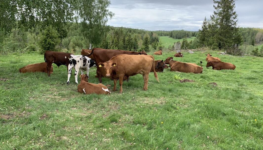 Ammeku-produksjonen øker på alle fronter, både i antall individer og i antall bruk. Ammeku-produksjonen øker på alle fronter, både i antall individer og i antall bruk.