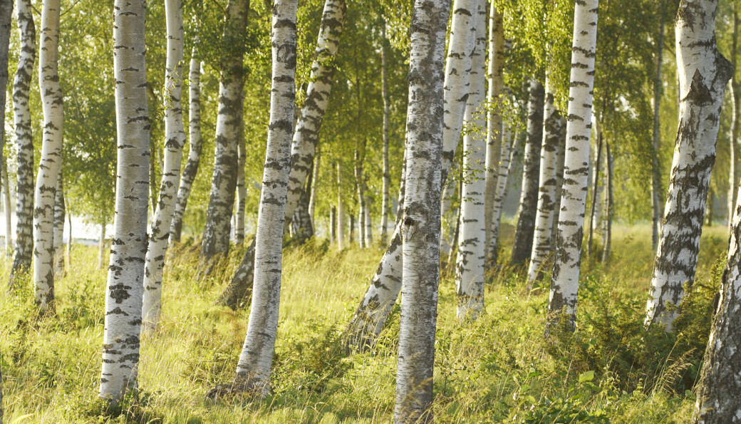 Løvskogen i Norge vokser. Foto: Colourbox Løvskogen i Norge vokser. Foto: Colourbox