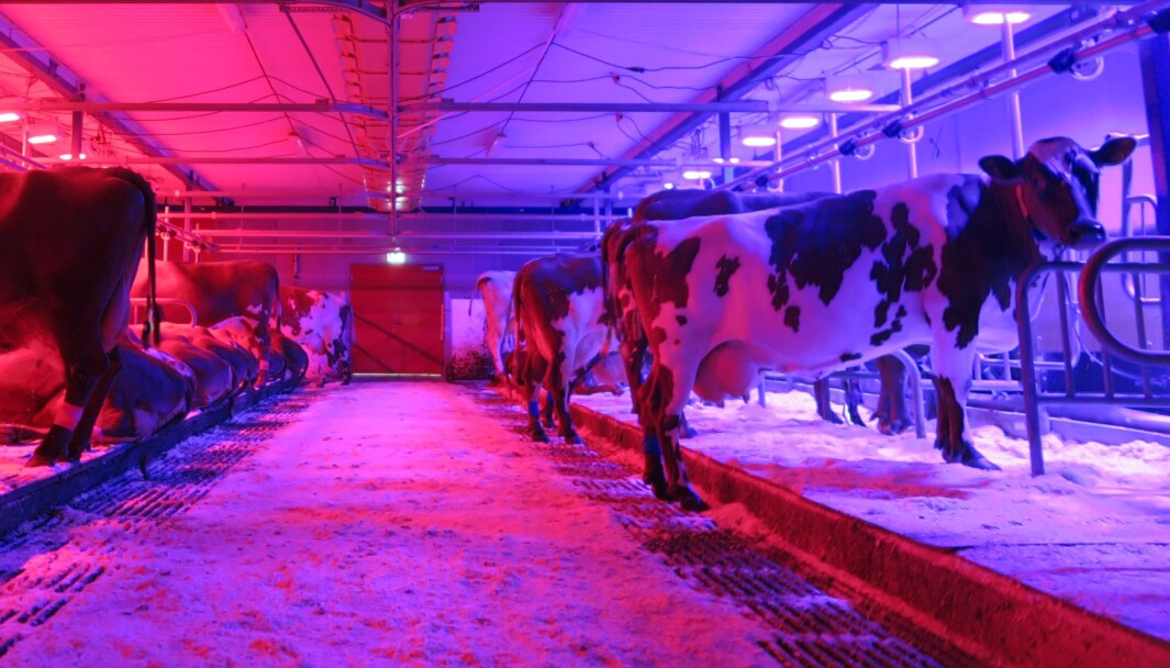 På bildet får forsøkskyrne dagslys i form av henholdsvis rødt og blått LED-lys. På bildet får forsøkskyrne dagslys i form av henholdsvis rødt og blått LED-lys.
