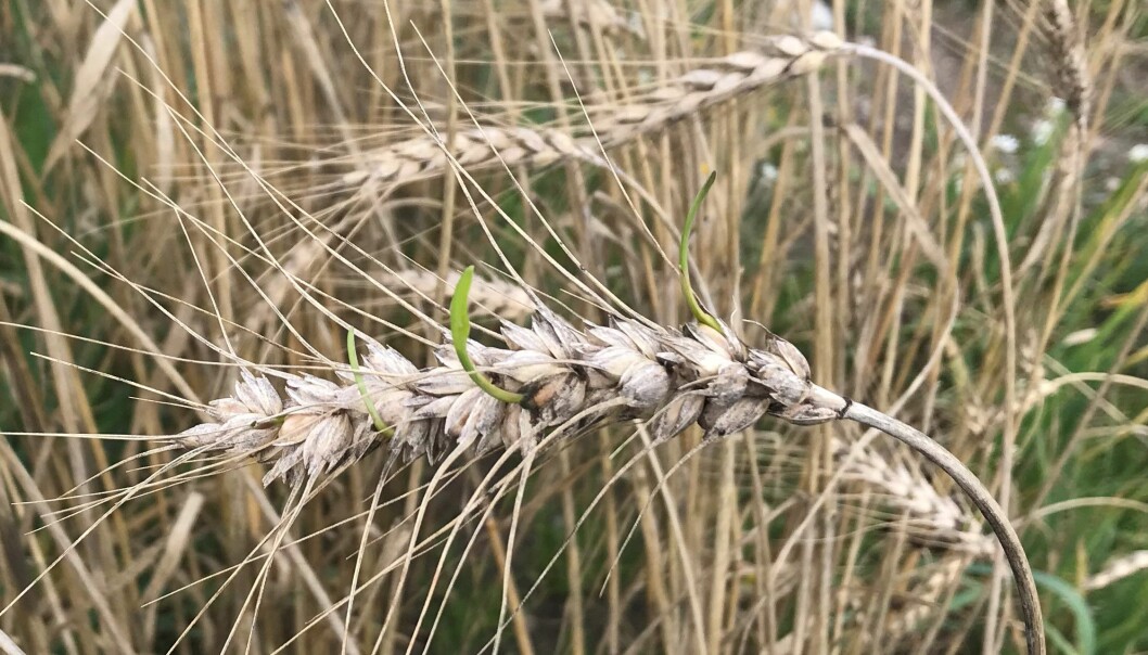 Aksgroing i hvete. Foto: Morten Lillemo
