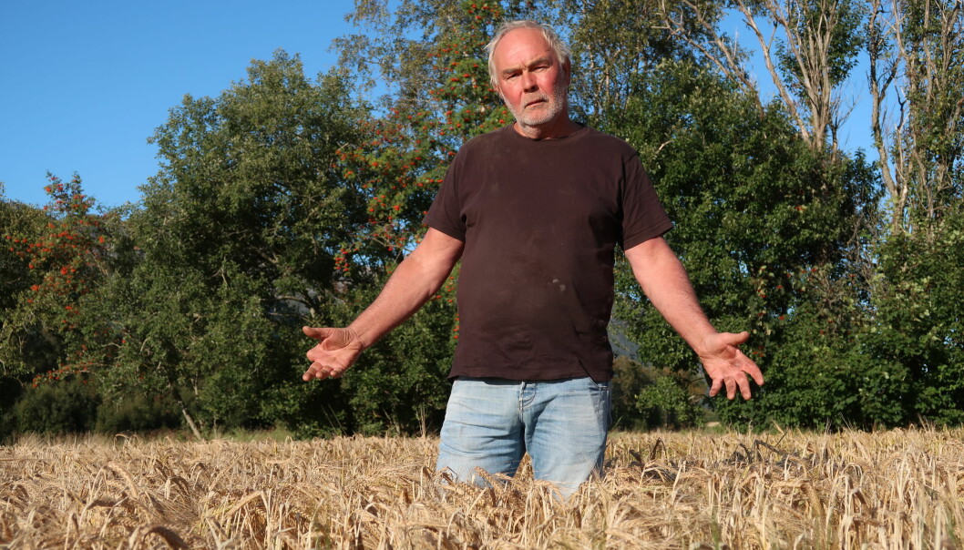 Per Arild Halås er frustrert over at han ikke får utnyttet det flotte været når kornet er modent fordi nødvendige deler til treskeren ikke kommer i tide.