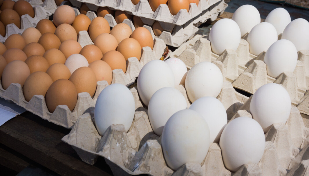 Mange danske verpehøner lider av brudd i kjølbeinet som følge av at de produserer for store egg. Mange danske verpehøner lider av brudd i kjølbeinet som følge av at de produserer for store egg.