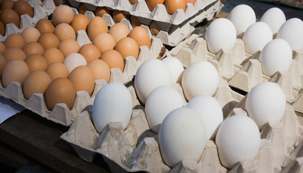 Mange danske verpehøner lider av brudd i kjølbeinet som følge av at de produserer for store egg.