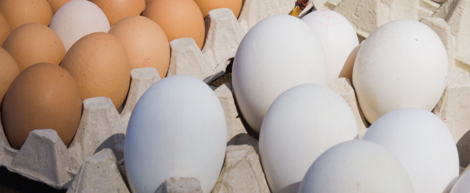 Store egg gir dårlig dyrevelferd