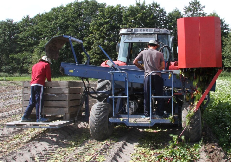 Sesongarbeidere i gang under innhøsting av beter.