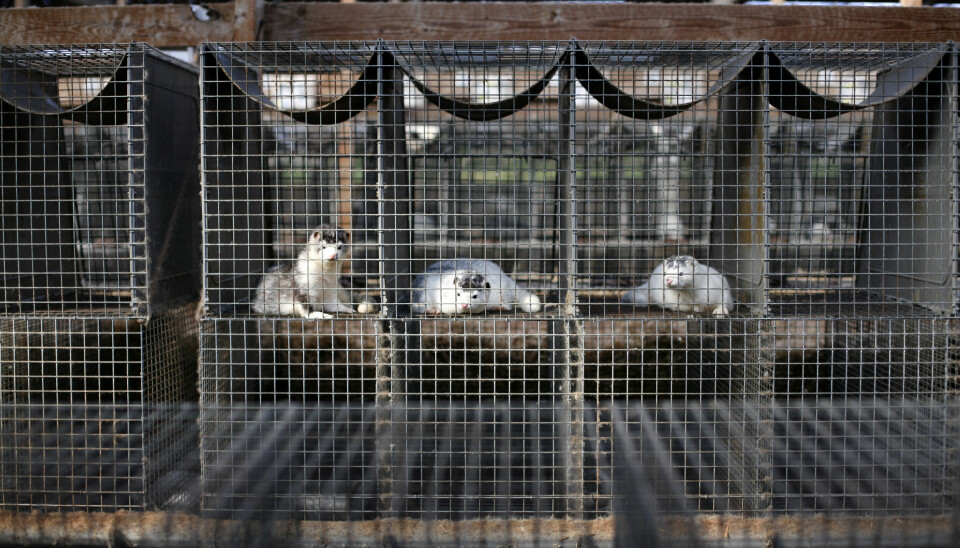 Det ser ut til at det ikke vil komme dyr i de danske minkburene igjen før i 2023. Foto: colourbox.com