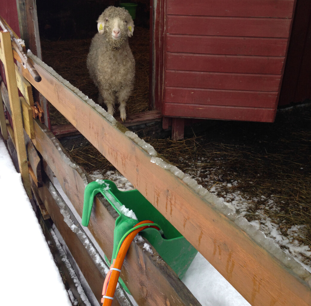 Har du dyr som går ute året rundt, kan en frostfri vannslange gjøre vanntilgangen enklere. Har du dyr som går ute året rundt, kan en frostfri vannslange gjøre vanntilgangen enklere.