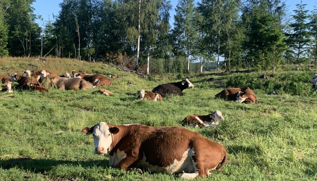 Kjøttfeprodusentene er de eneste som kan notere seg for en økning i antall bruk de siste 10 årene. Foto: Bo Hansen Kjøttfeprodusentene er de eneste som kan notere seg for en økning i antall bruk de siste 10 årene. Foto: Bo Hansen