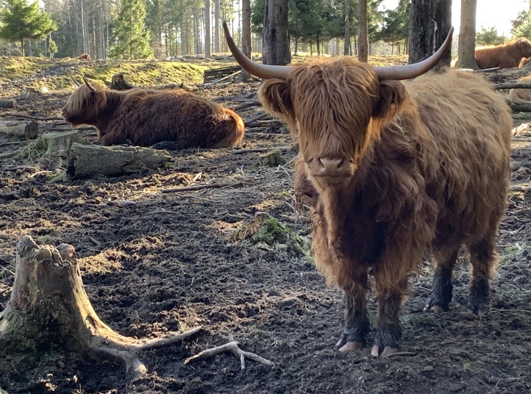 Tilfanget på utmarksbeite tilsier at vi kan tredoble dagens dyreantall. Foto: Bo Hansen Tilfanget på utmarksbeite tilsier at vi kan tredoble dagens dyreantall. Foto: Bo Hansen
