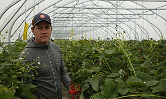 Strekker jordbærsesongen med bioenergi