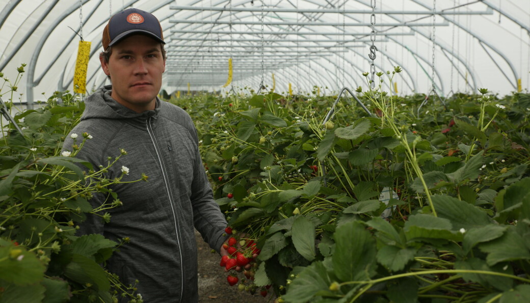 Andreas Bakken har prøvd seg som jordbærdyrkere i en sesong sammen med Olav Moe og Maria Mazur. Jordbærene har fått mye ros, og til neste år håper de å doble produksjonen.