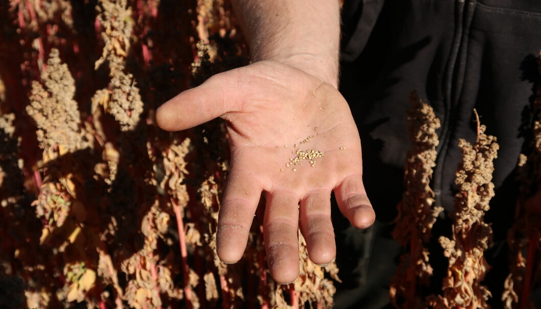 Quinoaen har små frø. Den er enkel nok å treske, men rensinga er en utfordring.