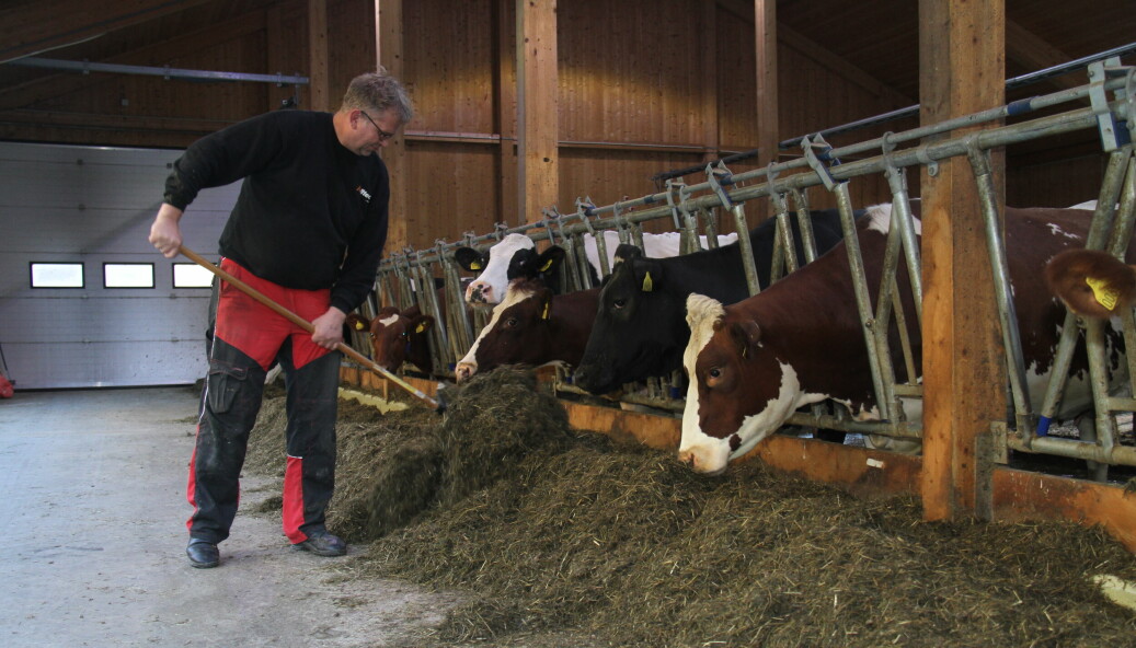 Jens Reidar Ljøsne har erfart at fullfôrvogna må gå lenge for å kutte poteten nok. Hver gang nytt fôr blir lagt ut, er kyrne på hugget for å sortere ut potetbitene først.