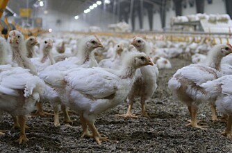 Norsk Kylling skal være første i verden til å oppfylle ny standard for dyrevelferd