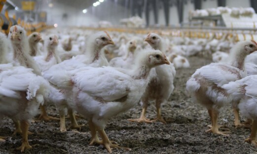 Norsk Kylling skal være første i verden til å oppfylle ny standard for dyrevelferd