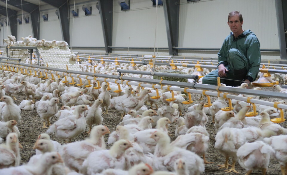 Han satset på kylling for å kunne leve av garden alene