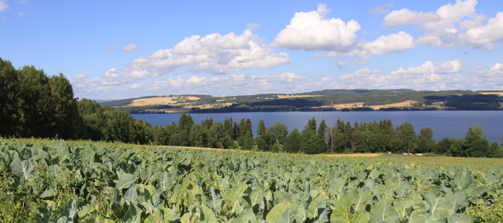 Ifølge Landbruksdirektoratet har prisen på eiejord til potet- og grønnsaksdyrkning sunket siste par åra. Ifølge Landbruksdirektoratet har prisen på eiejord til potet- og grønnsaksdyrkning sunket siste par åra.