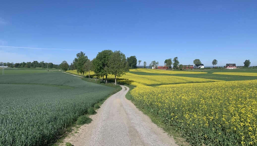 I fjor ble snaut 3000 dekar med dyrkamark omdisponert til andre formål enn landbruk. Tallet er det samme målet som Stortinget har satt for jordvern. Foto: Bo Hansen I fjor ble snaut 3000 dekar med dyrkamark omdisponert til andre formål enn landbruk. Tallet er det samme målet som Stortinget har satt for jordvern. Foto: Bo Hansen