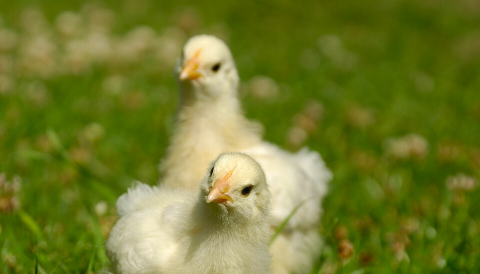 To små kyllinger står i grønt gress og kikker nysgjerrige på fotografen.