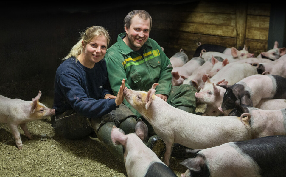 Nybegynnere ble landets beste på smågris