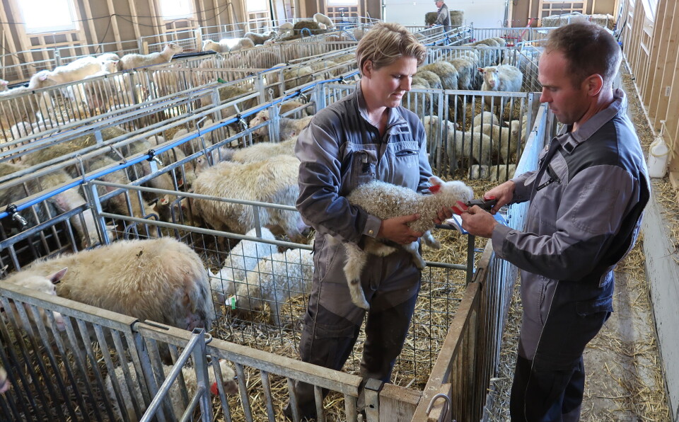 Tollehaug får det til med spælsau